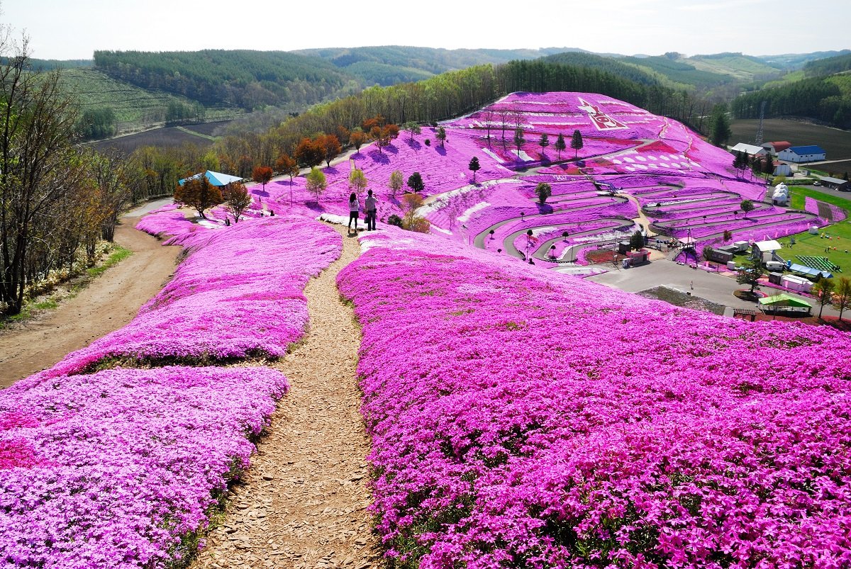 🌸 태양의 언덕 엔가루 공원 (太陽の丘えんがる公園) 이미지 4